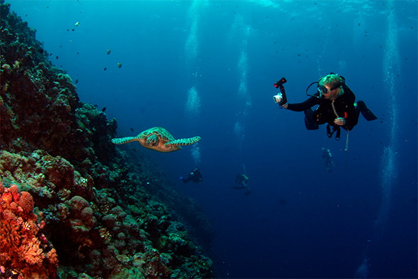 go diving