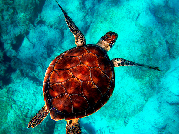 turtles gili air